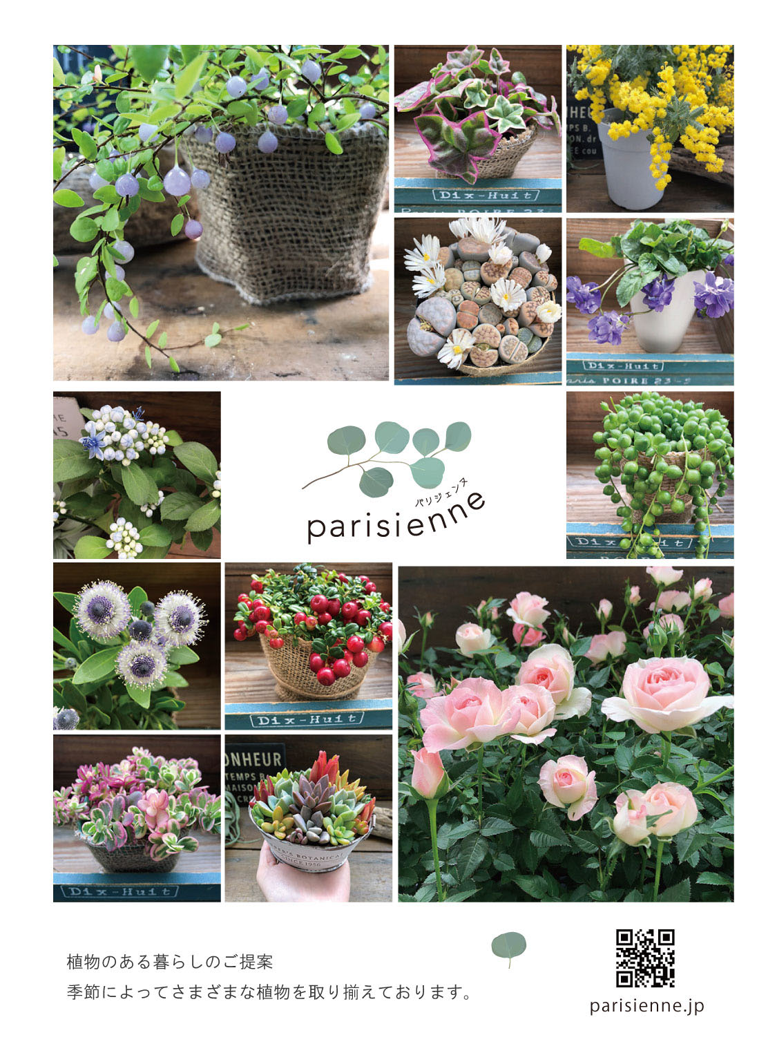 パリジェンヌ♡植物販売 大人気♡黒法師♡アエオニウム♡多肉植物♡おしゃれ アート